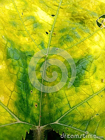 yellow leaf texture photo Stock Photo