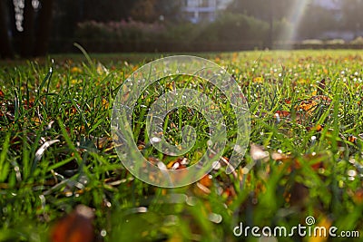 Yellow leafs in the grass with the sun ray Stock Photo
