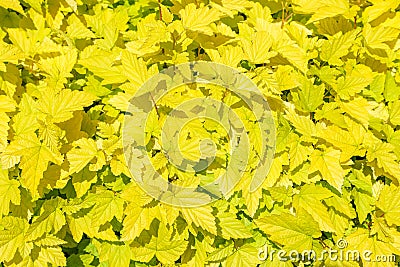 Yellow leaves as a background Stock Photo