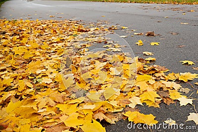 yellow leaves on the asphalt, autumn background with leaves, yellow on grey, autumn road, leaves on the ground Stock Photo