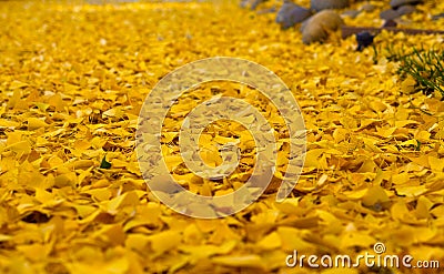 Yellow leaves with autumn colors Stock Photo