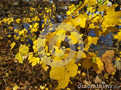 Yellow leaves, autumn, fullframe Stock Photo