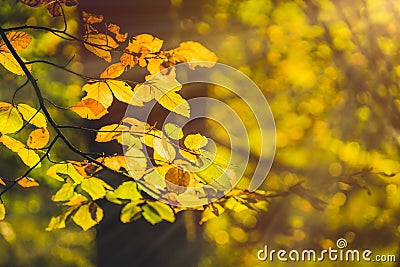 Yellow leaves in autumn season in evening sun flares in a forest Stock Photo