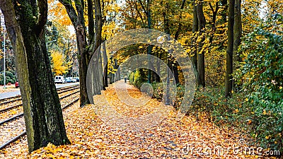 Yellow Leaves On An Autumn Street. Poland, Poznan, Solacz Stock Photo
