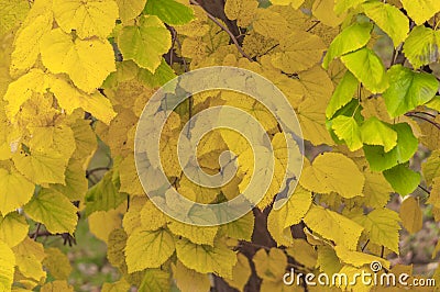 Yellow leaves from autumn tree form city park like wallpaper Stock Photo