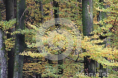 Yellow leaves in the beuatiful autumn forest Stock Photo