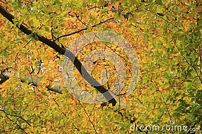 Yellow leaves in the beuatiful autumn forest Stock Photo