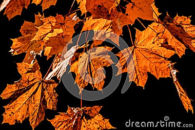 Yellow leaves on black background. Falling leaf Stock Photo