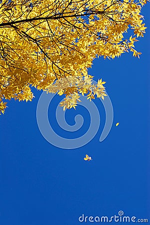 Yellow leaves falling Stock Photo