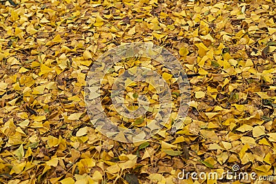 Yellow leaves in Kew Gardens in winter/autumn Stock Photo