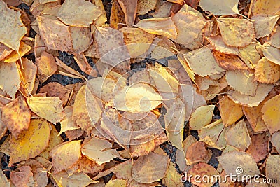 Yellow leaves lie on the ground Stock Photo