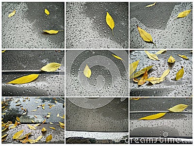 The yellow leaves and the Raindrop Stock Photo