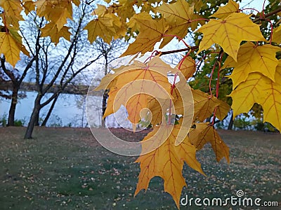 Yellow leaves in an romantic fall season Stock Photo