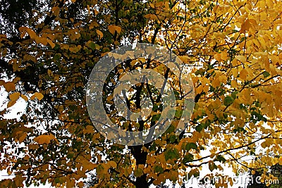 Yellow Leaves on a Tree Stock Photo