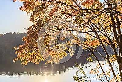 Yellow leaves of the tree with sun reflection over the lake Stock Photo