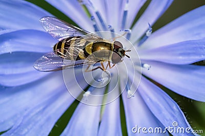 Yellow-legged Flower Fly - Syrphus rectus Stock Photo