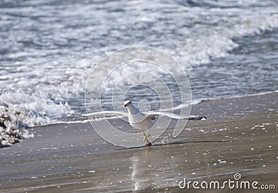 Yellow-legged gull, Galicia, Spain Stock Photo