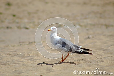 Yellow-legged gull Larus michahellis perched on the beach Stock Photo