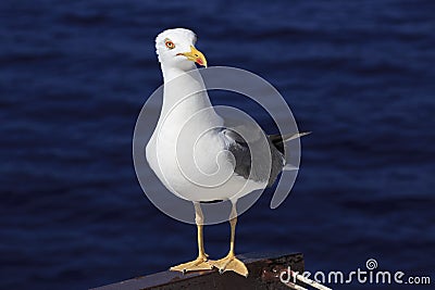 Yellow-legged gull (Larus michahellis) Stock Photo
