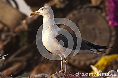 Yellow legged gull - Larus michahellis in a trash can with plastics Stock Photo