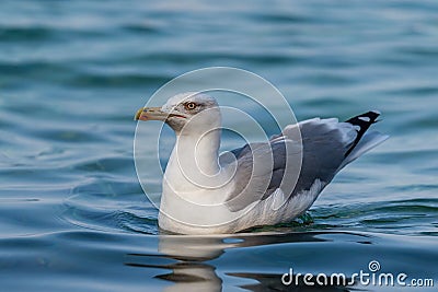 Yellow-legged Gull - Larus michahellis Stock Photo