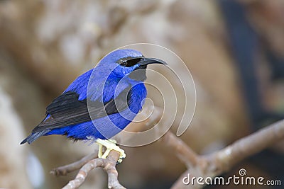 Yellow legged Honeycreeper (Cyanerpes caeruleus) Stock Photo