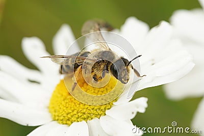 Macro of a Andrena flavipes bee collecting pollen Stock Photo
