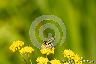 Yellow-legged morning bee on top of the golden Alexander flower. The cute little insect is helping to pollinate this flower. Stock Photo