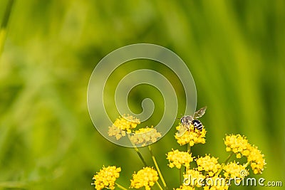 Yellow-legged morning bee on top of the golden Alexander flower. The cute little insect is helping to pollinate this flower. Stock Photo