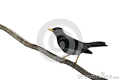 Yellow-legged thrush, Platycichla flavipes Stock Photo