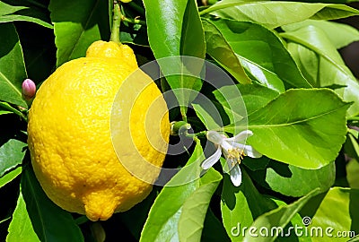 Yellow lemon and flower. Stock Photo