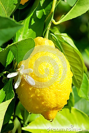 Yellow lemon and flower. Stock Photo