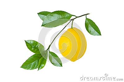 Yellow lemon fruit on branch with leaves isolated on white background Stock Photo