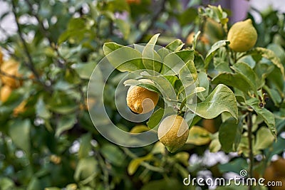 Yellow lemons growing on the lemon tree with green leaves. Natural light. Stock Photo