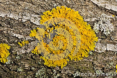 Yellow lichen Stock Photo