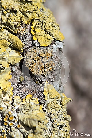 Yellow lichen Stock Photo