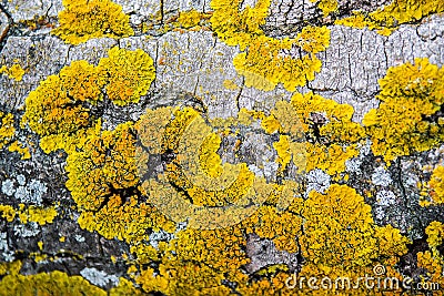 Yellow lichen on bark Stock Photo