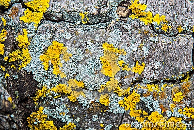 Yellow lichen on bark Stock Photo