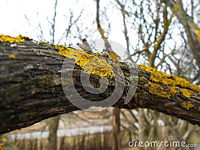 Yellow lichen Stock Photo