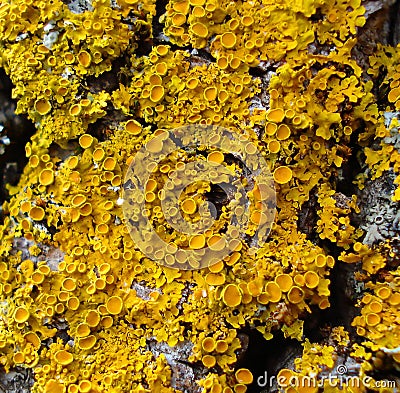 Yellow Lichens Stock Photo