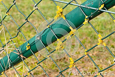 yellow lichens growing on the wires of a chain-link fence Stock Photo