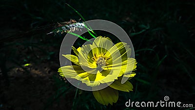 Yellow Lili flower at the afternoon time in a deep forest.Small amount of sun light falling on the flower. Stock Photo