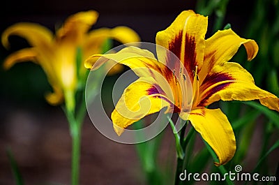 Yellow Lilies Stock Photo