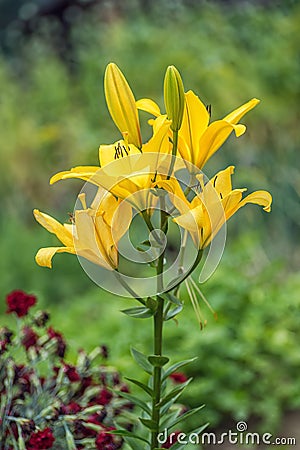 Yellow lilly flowers in the garden, flora Stock Photo