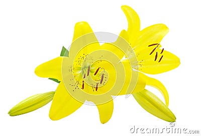 Yellow lily Stock Photo