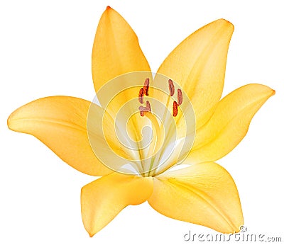 Yellow lily Stock Photo