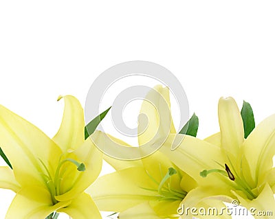 Yellow Lily Stock Photo