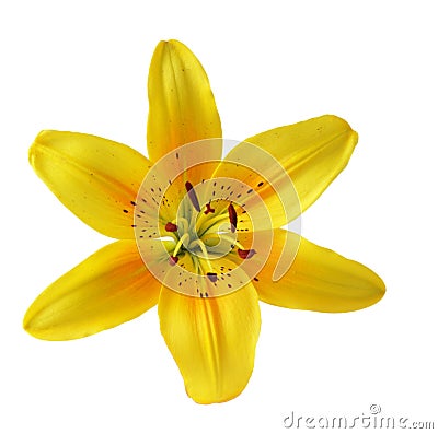 Yellow lily Stock Photo