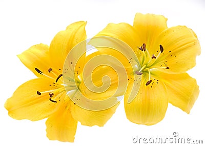 Yellow lily Stock Photo