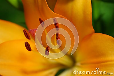 Yellow Lily Stock Photo